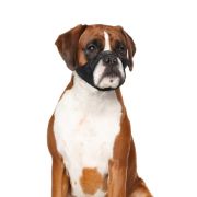 Duvo Plus Safety Dog Muzzle S - Регулируем намордник за кучета , 43-64 см. 1