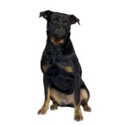 Duvo Plus Safety Dog Shirt Muzzle - Регулируем намордник за кучета с по-къса муцуна 51-71 см. 3