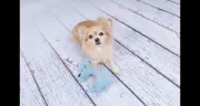 Flamingo Toy Pebbles Dog Blue - Играчка за кучета от рипсено кадифе, 14.5 см L X 4.5 см W X 23 см H 4
