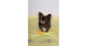Flamingo Corn with rope - Забавна играчка за кучета във форма на царевица с въже, 46 см. 4
