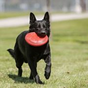 Kong Flyer Small - Кучешка играчка - фризби 18 см. червен 4