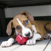 Kong Stuff a Ball Medium Dog Dental Chew Toy - Дентална гумена играчка за кучета от средни породи с пространство за лакомства 8 см. 4