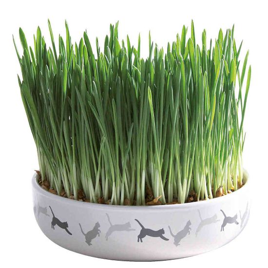 Trixie Ceramic Bowl with Cat Grass - Купичка с котешка трева