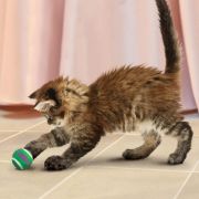 Kong Cat Tennis Balls - Тенис топки със звънче за котки 3 броя 3