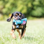 Kong Cozies Brights Medium - Кучешка плюшена играчка във форма на различни животни 4