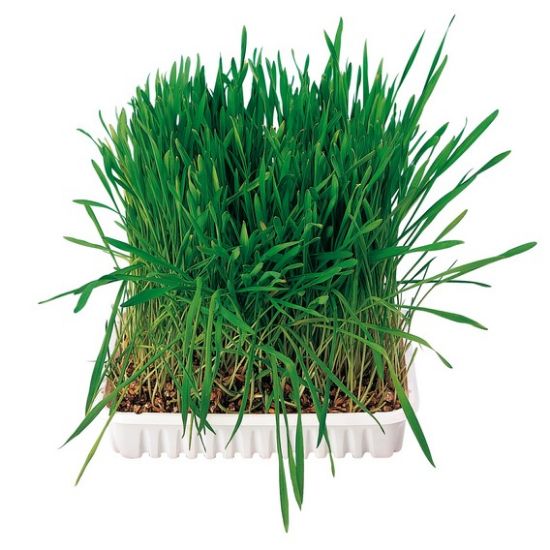 Trixie Grass for Rodents - Трева за гризачи 100 гр