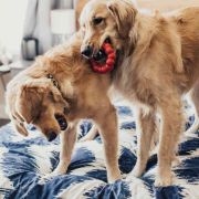 Kong Dog Ring S/M - Кучешка играчка за дъвчене - гумен пръстен 8.5 см. червен 4