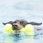 Kong Air Squeaker Bone Large - Забавна кучешка играчка с пискюл -гумен кокал за дъвчене , 23 см. 3