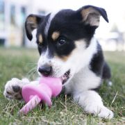Kong Puppy Binkie Medium - Гумен биберон за дъвчене , за подрастващи кучета от средни породи, успокояващ венците 4