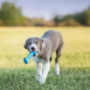 Kong Activity Bone for Small Puppy - Гумен кокал за дъвчене с пространство за лакомство , за подрастващи кучета от малки породи , успокояващ венците 4