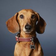 My Family Swarovski's Glam Dog Tag Small Bone Strass - Ръчно изработен медальон кокал - адресник за кучета 3.0 см. / 1.9 см. розов 3